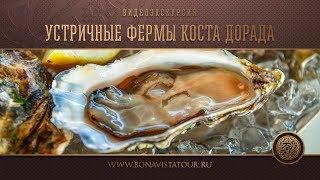 Устрицы. Коста Дорада. Испания - Bona Vista Tour