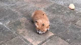 Newborn kitten abandoned by mom on roadside,helpless against fly bites,finally rescued by samaritan.