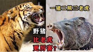 为什么老话常说：一猪二熊三老虎，野猪凭什么排在老虎前面？