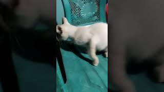Cute  little kitten#shorts #cute #kitten #bigvideos