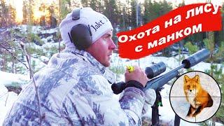 Зимняя охота на лис с манком. Охотничьи приключения в Норвегии (NORDIC WILD HUNTER)