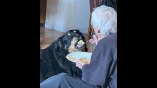  Grandma will always feed you!  Funny video with dogs, cats and kittens! 