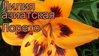 Лилия азиатская Лорето (lilium loreto)  лилия Лорето обзор: как сажать луковицы лилии Лорето