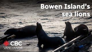 Barking sea lions keep Bowen Island residents up at night