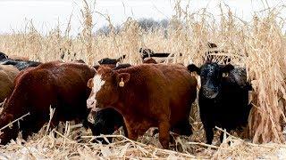 Winter Corn Grazing 250 Cows