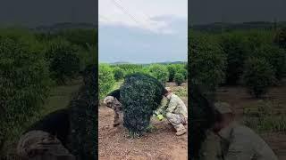 Professional ornamental tree shaping - how elite landscapers get razor-sharp edges