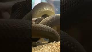 Olive python getting a big feed! #olivepython #snake #bigfeed #timelapse #australia