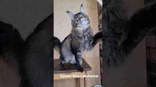 Xander Mos Lakshestar кот мейн кун 1 год и 8 месяцев.