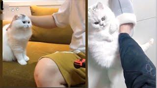 عندما تريد قطتك جذب انتباهك لقطات رائعة بين القط وصاحبه#21 /Cool Pets