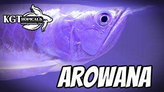 WATCH THIS Before Buying An AROWANA! 10 Things You Should Know About Silver Arowanas, Monster Fish!