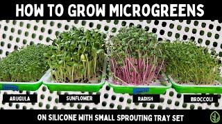 Grow 4 Popular Microgreens on Silicone: Small Sprouting Tray Guide