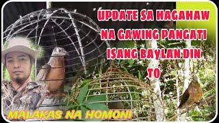 UPDATE SA GAWIN NATING KATIAN NA ALIMOKON.kuya glenn tv.#alimokon #birds