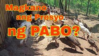 Magkano Ang presyo Ng Pabo #Turkey #farming