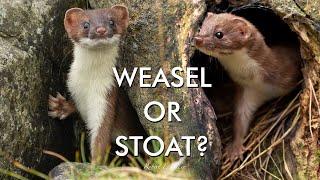 Weasel or Stoat? How to Tell the Difference | Discover Wildlife | Robert E Fuller