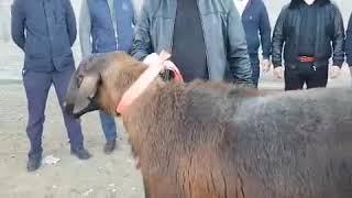 Qozogistonda 40ming dolorga sotilgan quchqor rakord