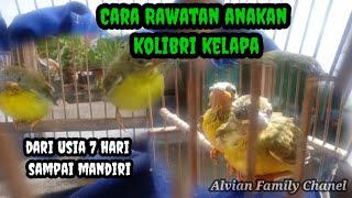 Tips merawat anakan kolibri kelapa dari usia 7 hari sampai mandiri #korlap#kolibrikelapa