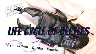 Life Cycle of Beetles｜EN Beetle Journal