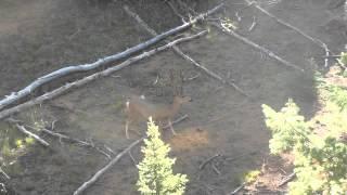 Mule Deer Early Season Velvet