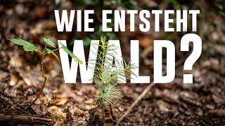 Kann die Natur das selber? So entsteht Wald - Forst erklärt