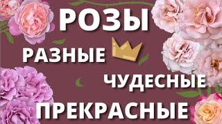 ПОЛЕТЕЛИ В РОЗОВЫЙ РАЙ! Обнимашки с розами.4 июля 2024 г.