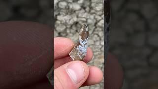 First find of the day! Fossil tyrannosaur tooth