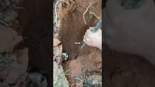 Rescue Story