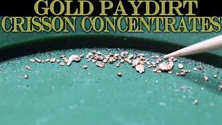 Gold Prospecting at Home #67 - CRISSON GOLD MINE - 15 To 1 Gold Concentrates