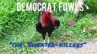 The Democrat Fowls