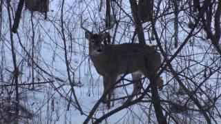 Bow kill using a Rage 2 blade mechanical broadhead