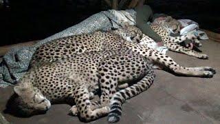 Do Cheetahs Prefer Cold Hard Concrete Or Warm Blankets Pillow & A Friend? | Three BIG CAT Night