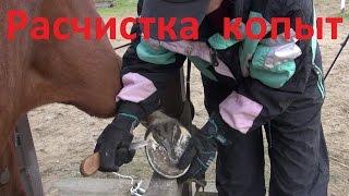 Расчистка копыт. Что нужно убрать, а что не трогать.