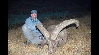 Mid Caucasian Ram Behind the Scenes Edition - Better to be Lucky than Good