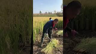 Where fields whisper and farm life flourishes