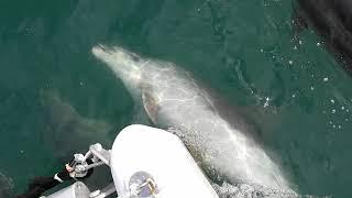 Dolphins playing with Moondust