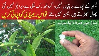 Organic Fertilizer|lemon tree fertilizer