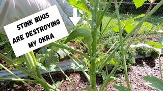 Stink Bugs are Destroying my Okra & What I am Doing to Stop Them!