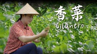 Cilantro — tinh hoa của gia vị bốn mùa, cũng là “người bạn tâm hồn” của tôi. 【滇西小哥】