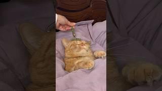 ASMR cat. SPA #рыжийкот #cat #catlover #видосыоткота #кот #asmr #cats #животные