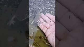 a beautiful frog under water | frog video | water creature