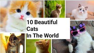 The 10 Most Beautiful Cats in the World