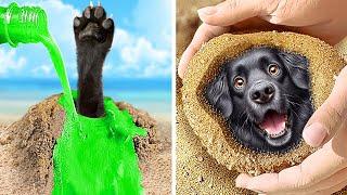 This is how I Rescued a Puppy on the Beach!  | Tricks for a Happy and Healthy Pet 