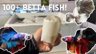 Unboxing 100+ Bettas!! | Wholesale Betta Order