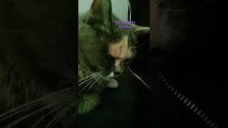 #svoi #cat