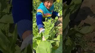 The temperature rose too quickly in spring, and the cauliflower planted #vegegarden #garden #farming