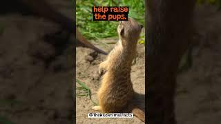 The Incredible Social Structure of Meerkats | The Wild Animal Facts