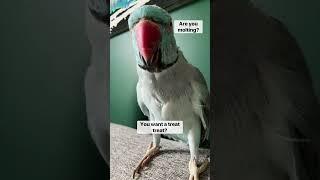 Kiwi’s Feathers Are Rough