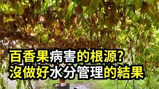 百香果土壤水分管理方法，減少病害，預防百香果落花落果，解決根部腐爛枯萎的問題 | 阿星種植