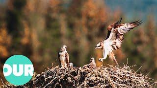 Wildlife | The Incredible Scottish Highlands Ep 4 (4K Documentary) | Our World