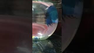 so beautiful sync my first fish update [ V.Nithish Kumar A TO Z All  ]