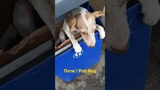 Собаки Поти / Poti Dogs #poti #PotiDogs #ფოთი #СобакиПоти #ЧтоВкусного #BatumiBirdEstate